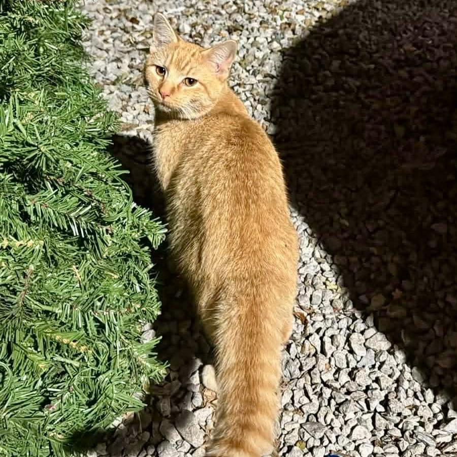 Butterball, Adoptable, Kitten Male Domestic Short Hair.