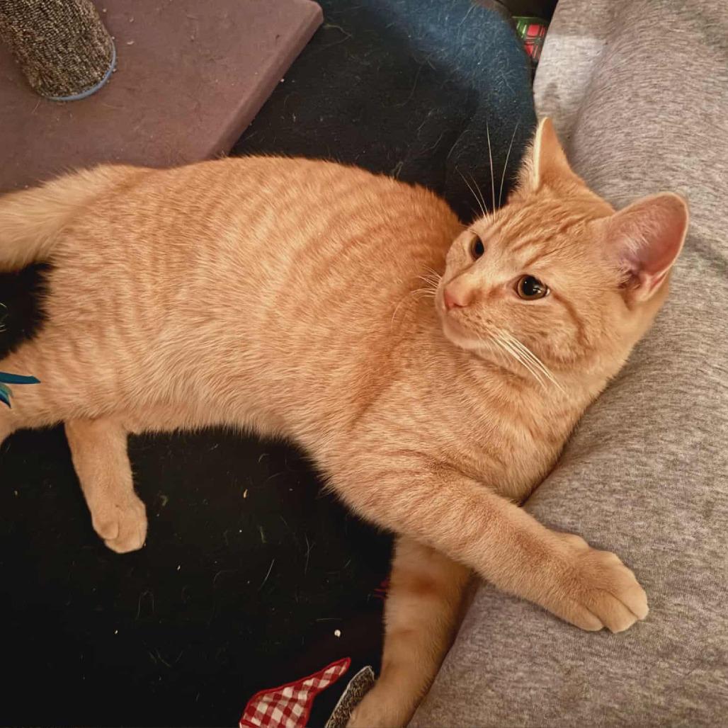 Enlarge Butterball, a Adoptable Domestic Short Hair in Toledo, OH image 4/5