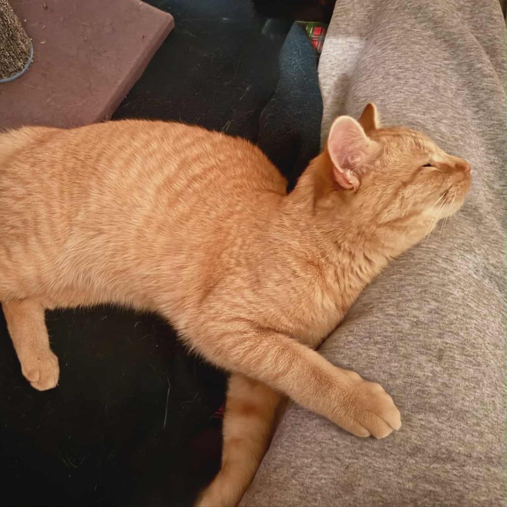 Enlarge Butterball, a Adoptable Domestic Short Hair in Toledo, OH image 5/5