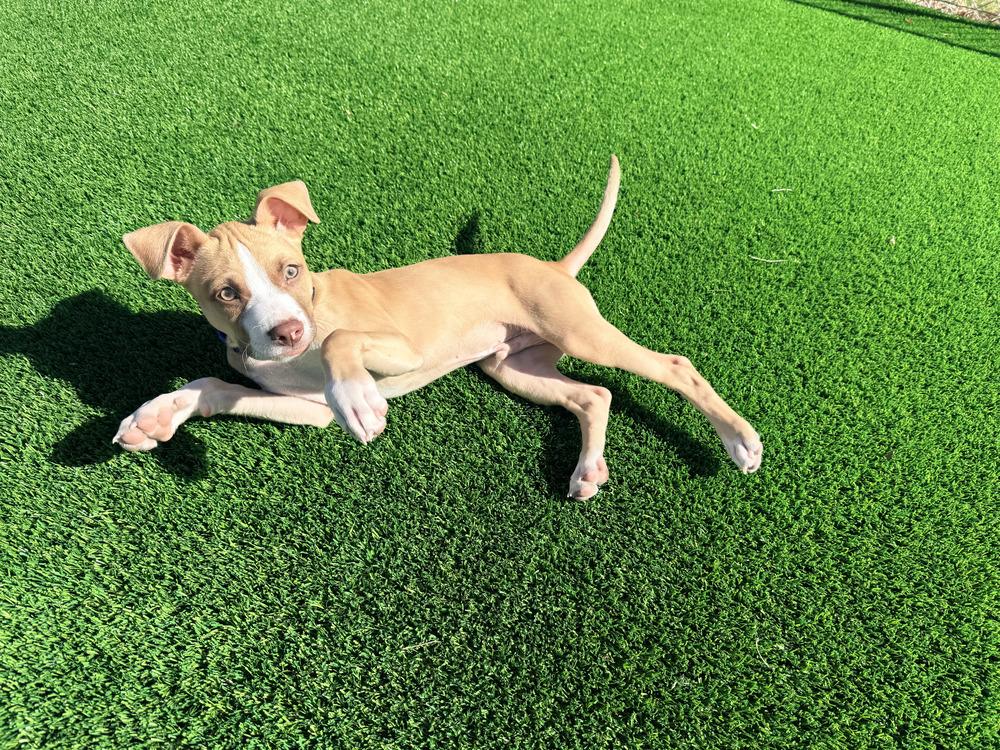 Clint Eastwood, Adoptable, Puppy Male Mixed Breed.