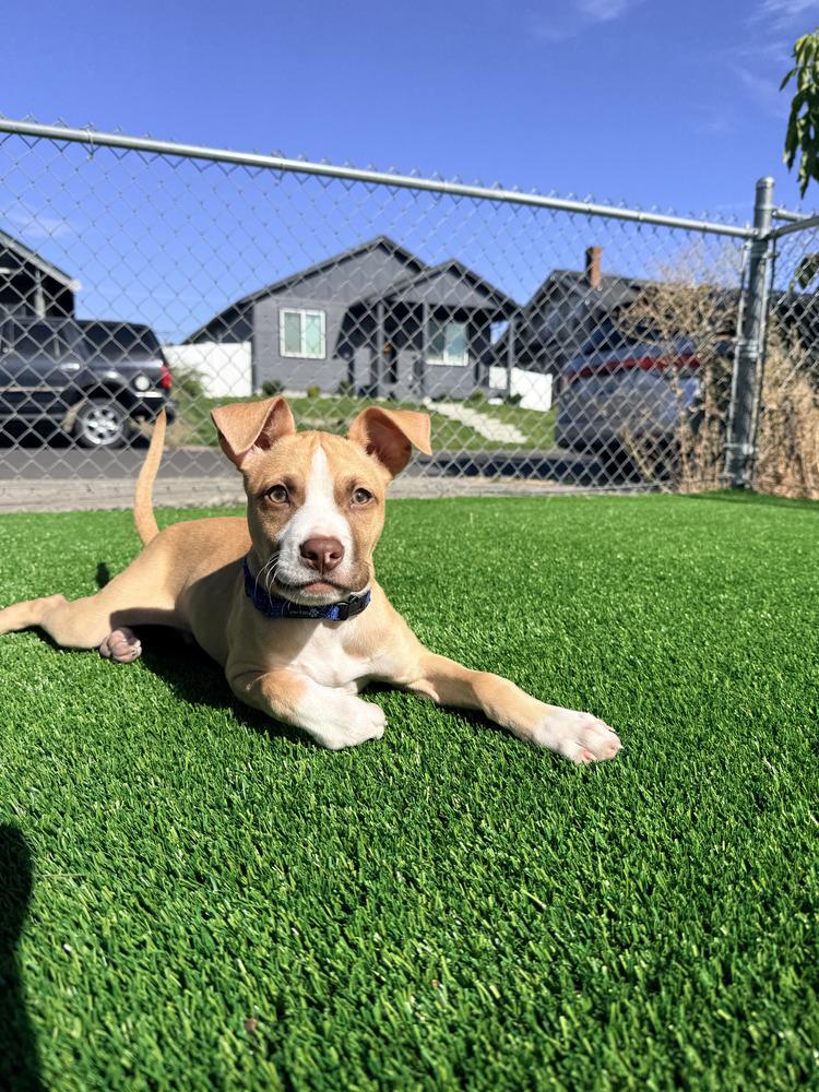 Enlarge Clint Eastwood, a Adoptable mixed breed in Rathdrum, ID image 2/6