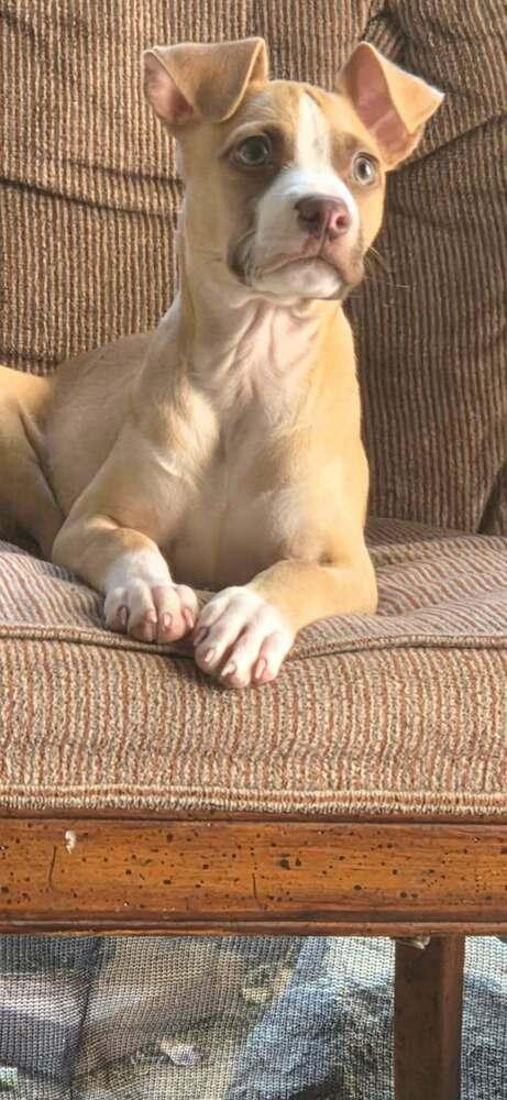 Enlarge Clint Eastwood, a Adoptable mixed breed in Rathdrum, ID image 4/6