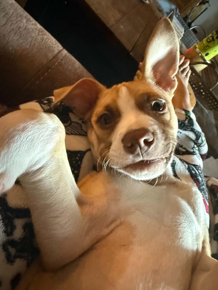 Enlarge Clint Eastwood, a Adoptable mixed breed in Rathdrum, ID image 5/6