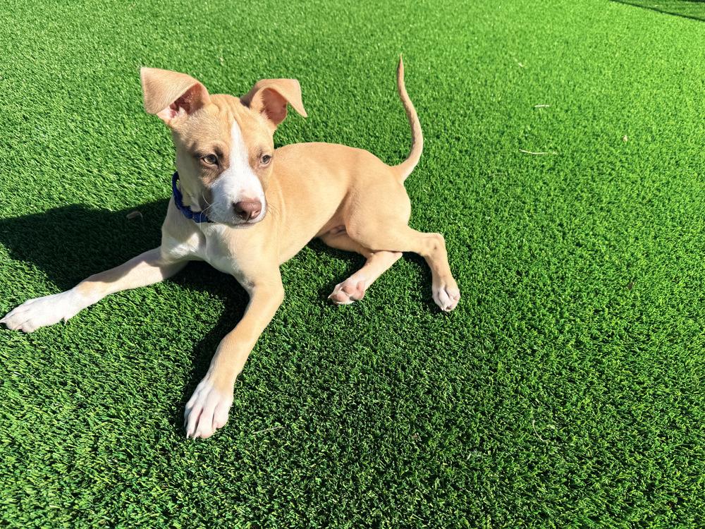 Enlarge Clint Eastwood, a Adoptable mixed breed in Rathdrum, ID image 6/6