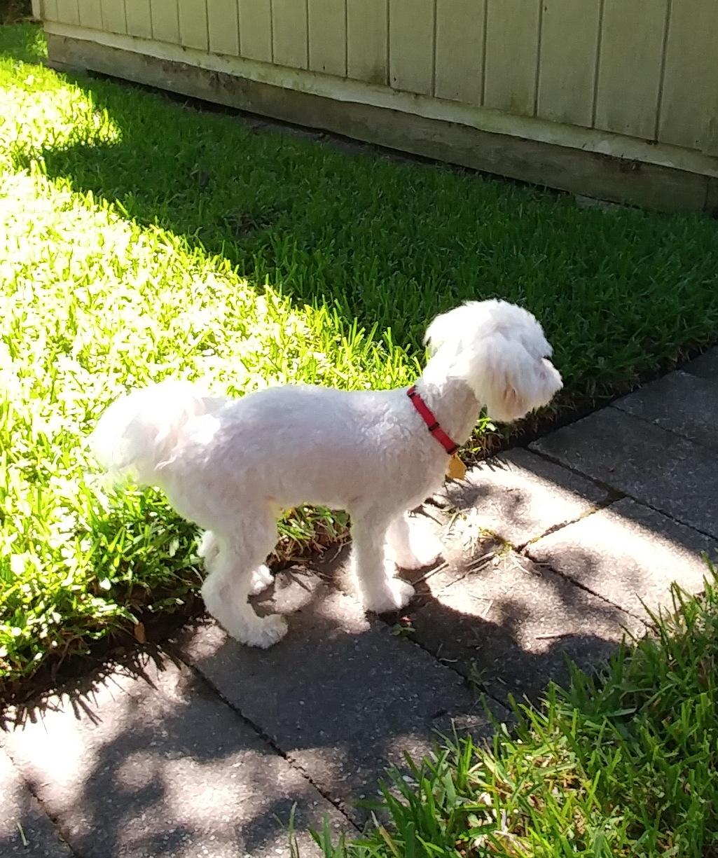 Humphrey (FL), a Adoptable mixed breed in Gainesville, FL image 3/6