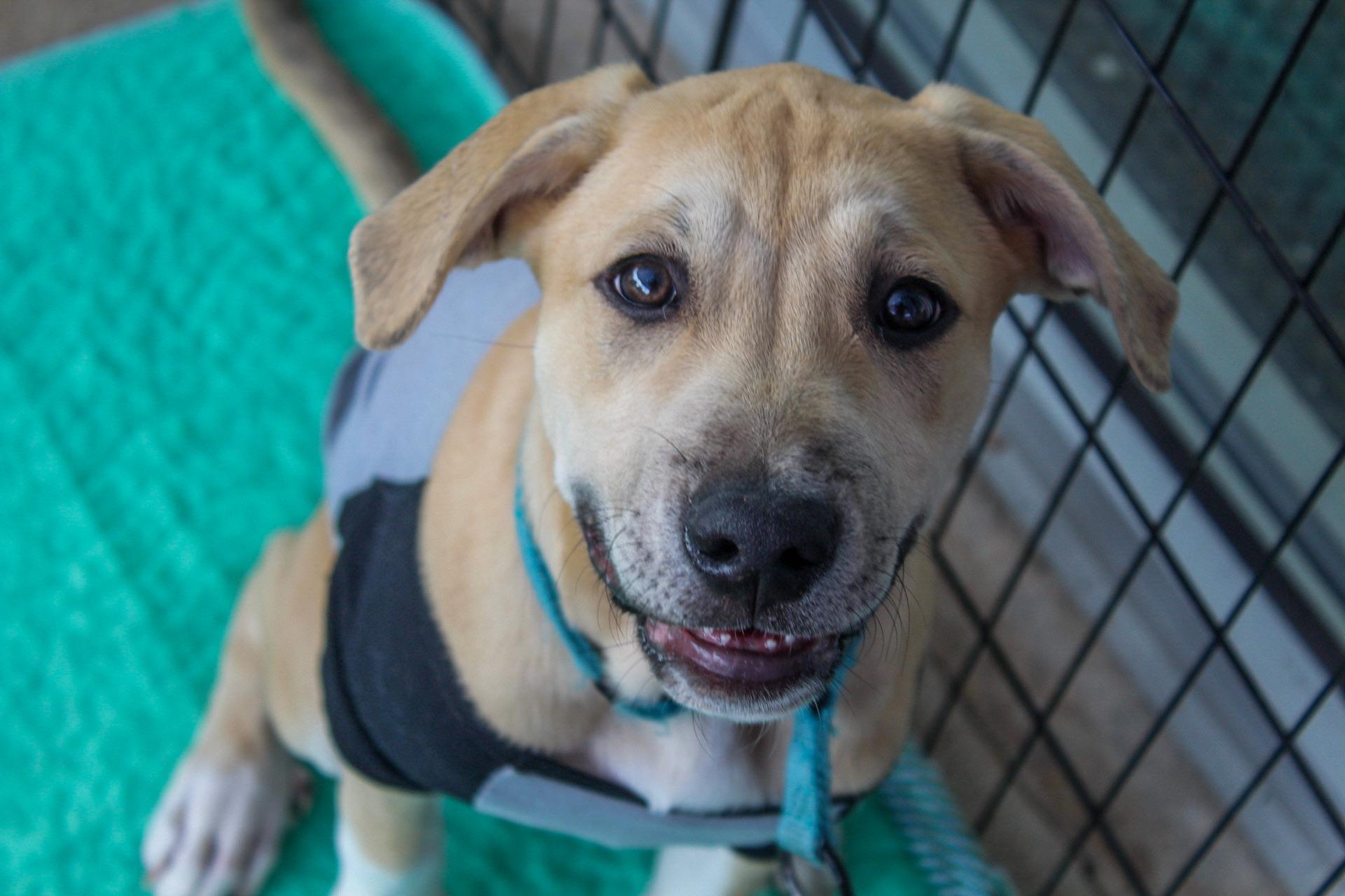 Enlarge June, a Adopted mixed breed in Pelham, AL image 2/5