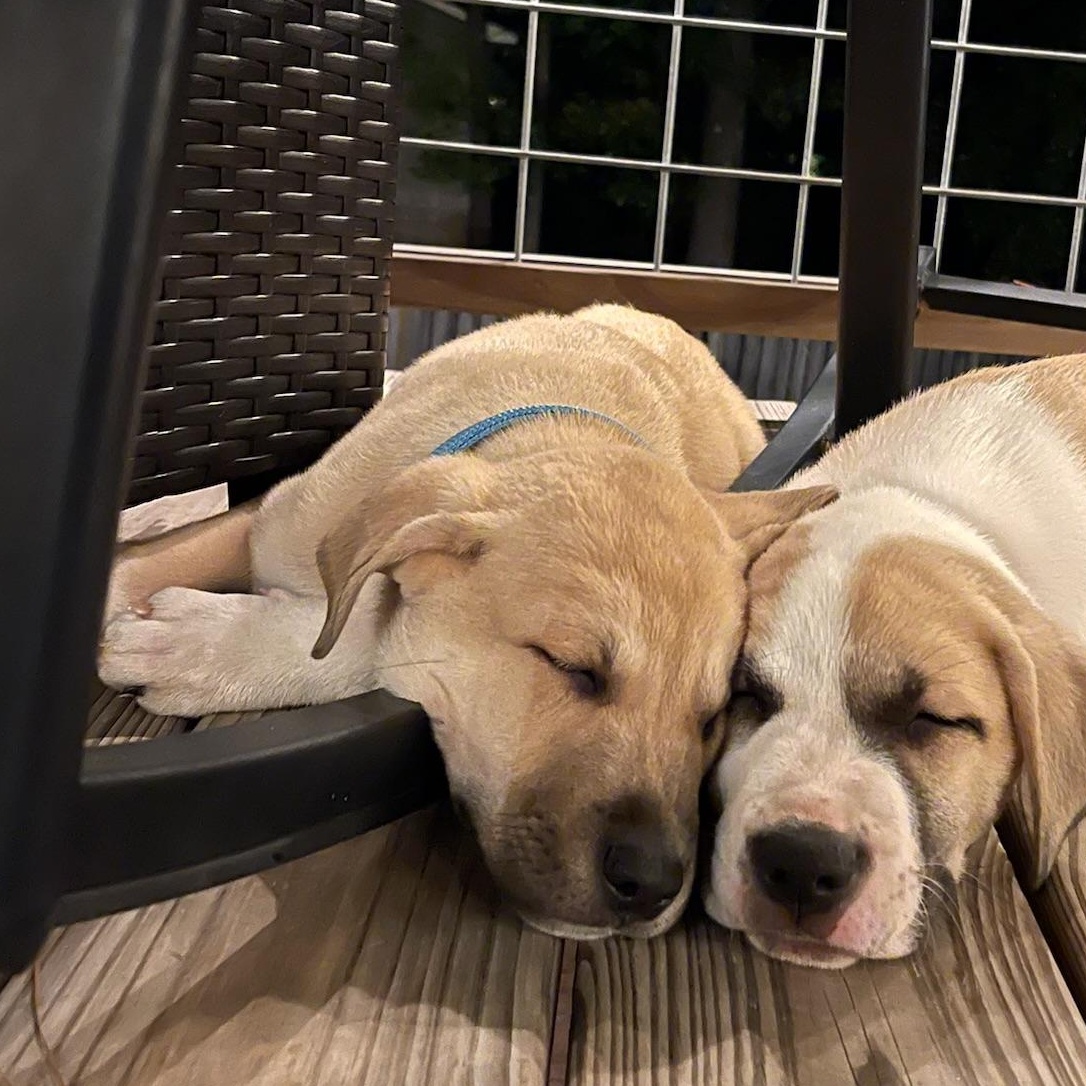 Enlarge June, a Adopted mixed breed in Pelham, AL image 5/5