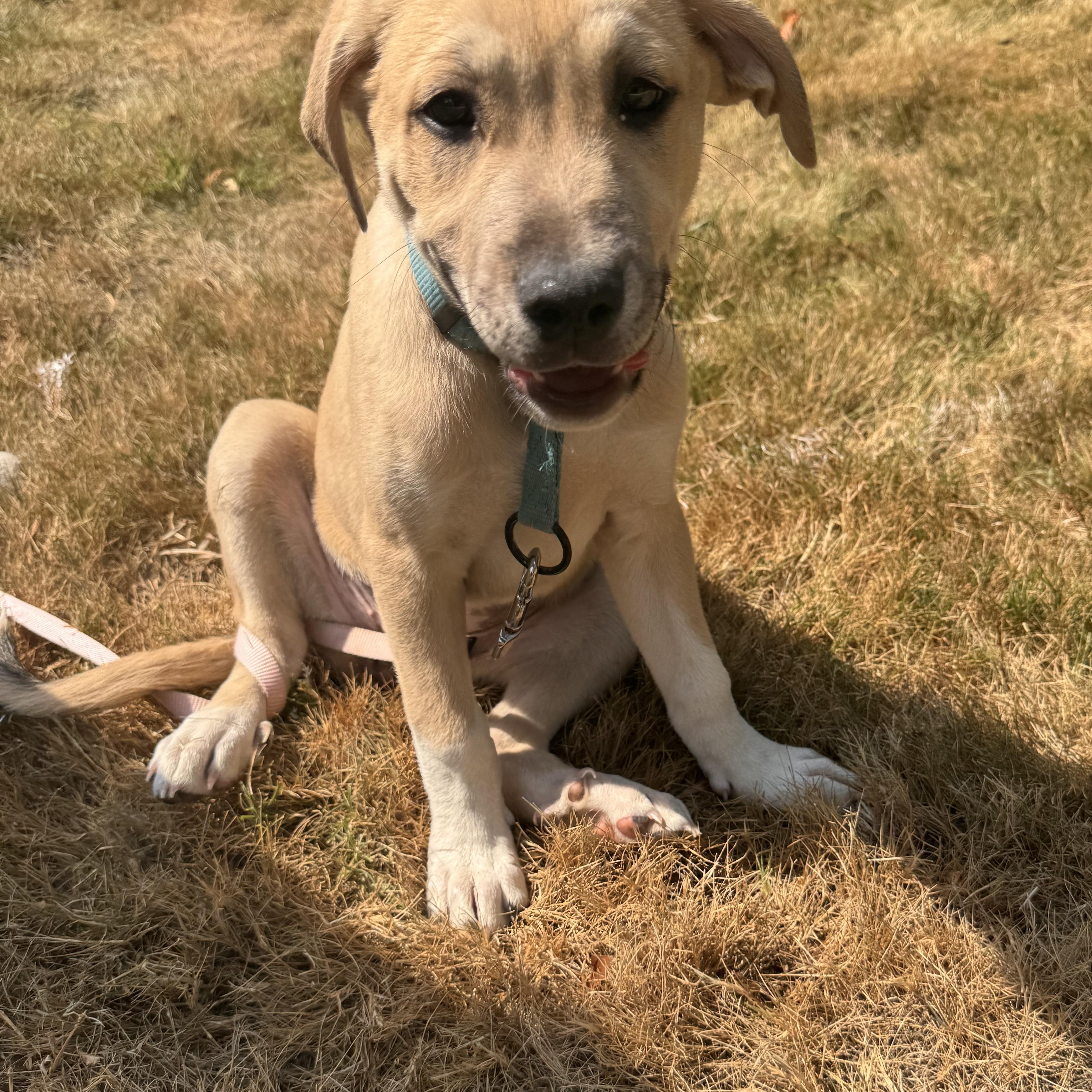 Enlarge June, a Adopted mixed breed in Pelham, AL image 4/5