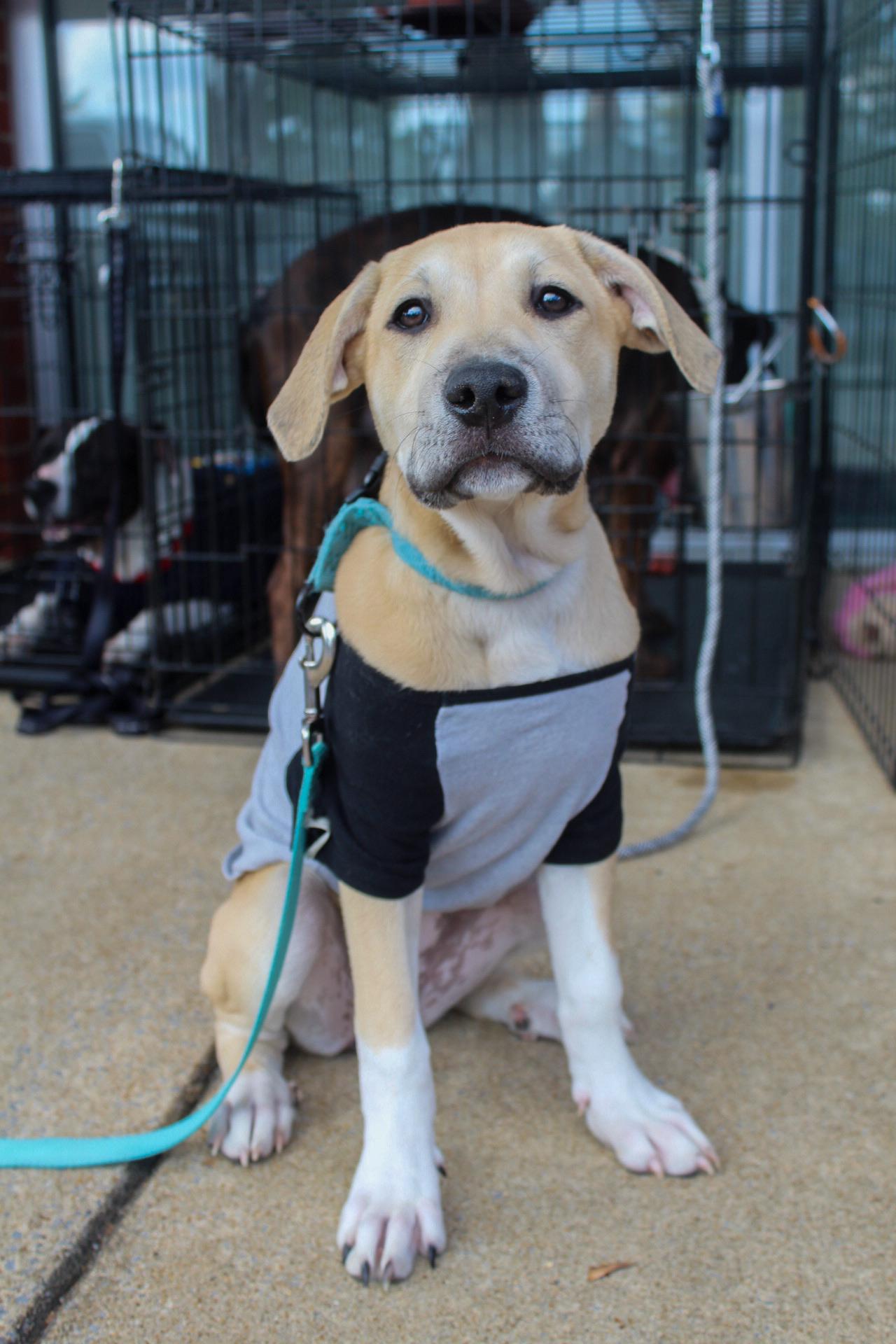 Enlarge June, a Adopted mixed breed in Pelham, AL image 1/5