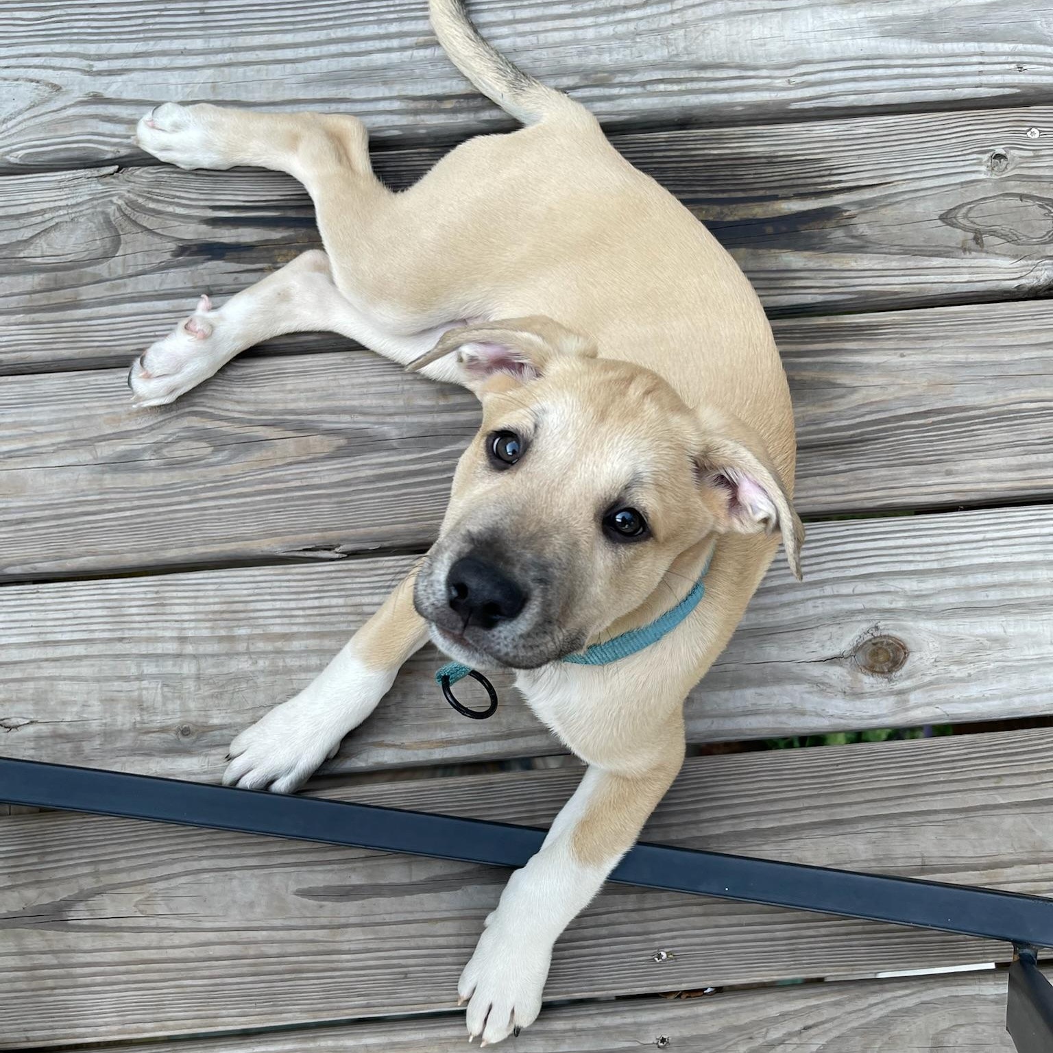 Enlarge June, a Adopted mixed breed in Pelham, AL image 3/5