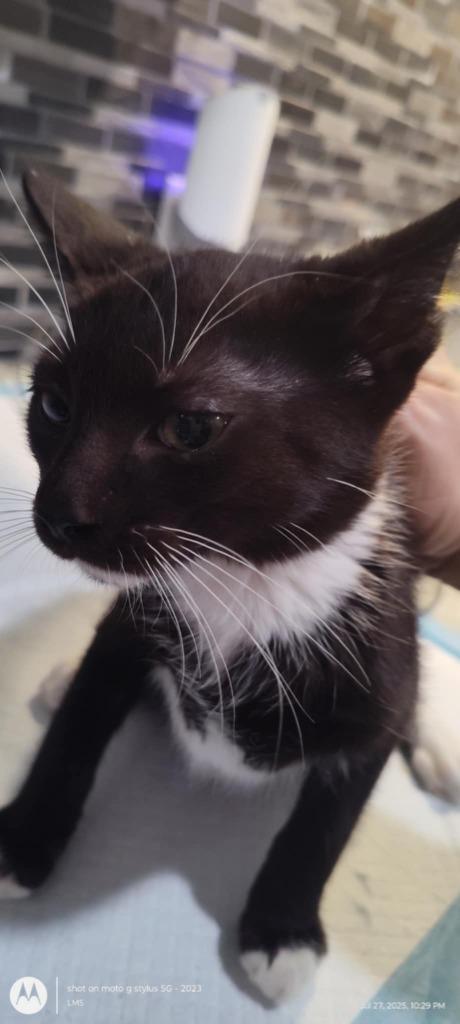 Enlarge Led, a Adoptable mixed breed in Richland Hills, TX image 2/3