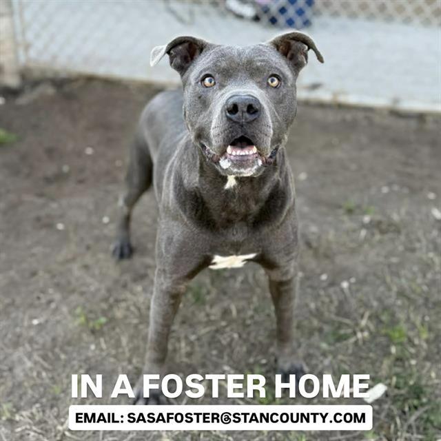 Enlarge BO, a Adoptable mixed breed in Modesto, CA image 1/1