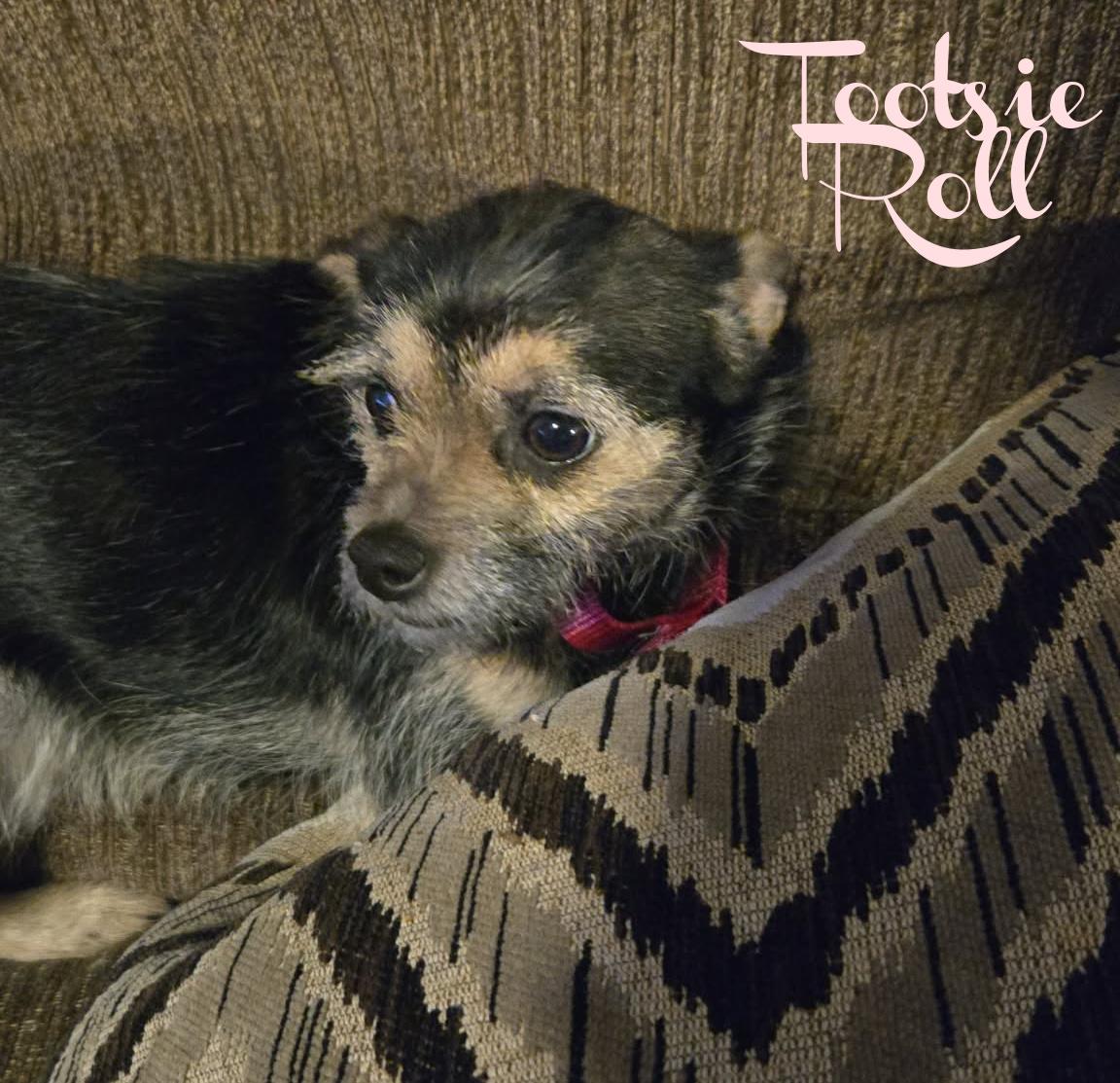 Enlarge Tootsie Roll, an adoptable mixed breed in Elburn, IL image 1/4