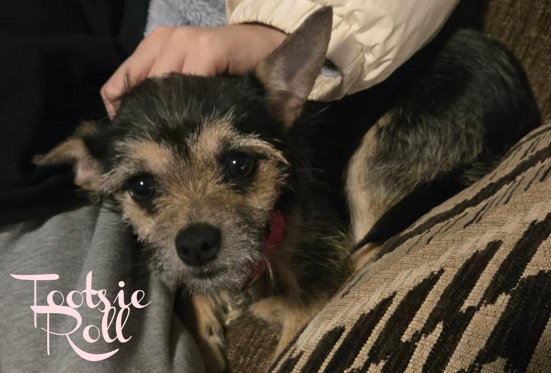 Enlarge Tootsie Roll, an adoptable mixed breed in Elburn, IL image 2/4