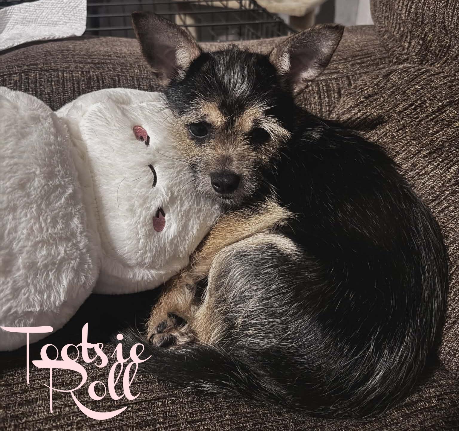 Enlarge Tootsie Roll, an adoptable mixed breed in Elburn, IL image 4/4