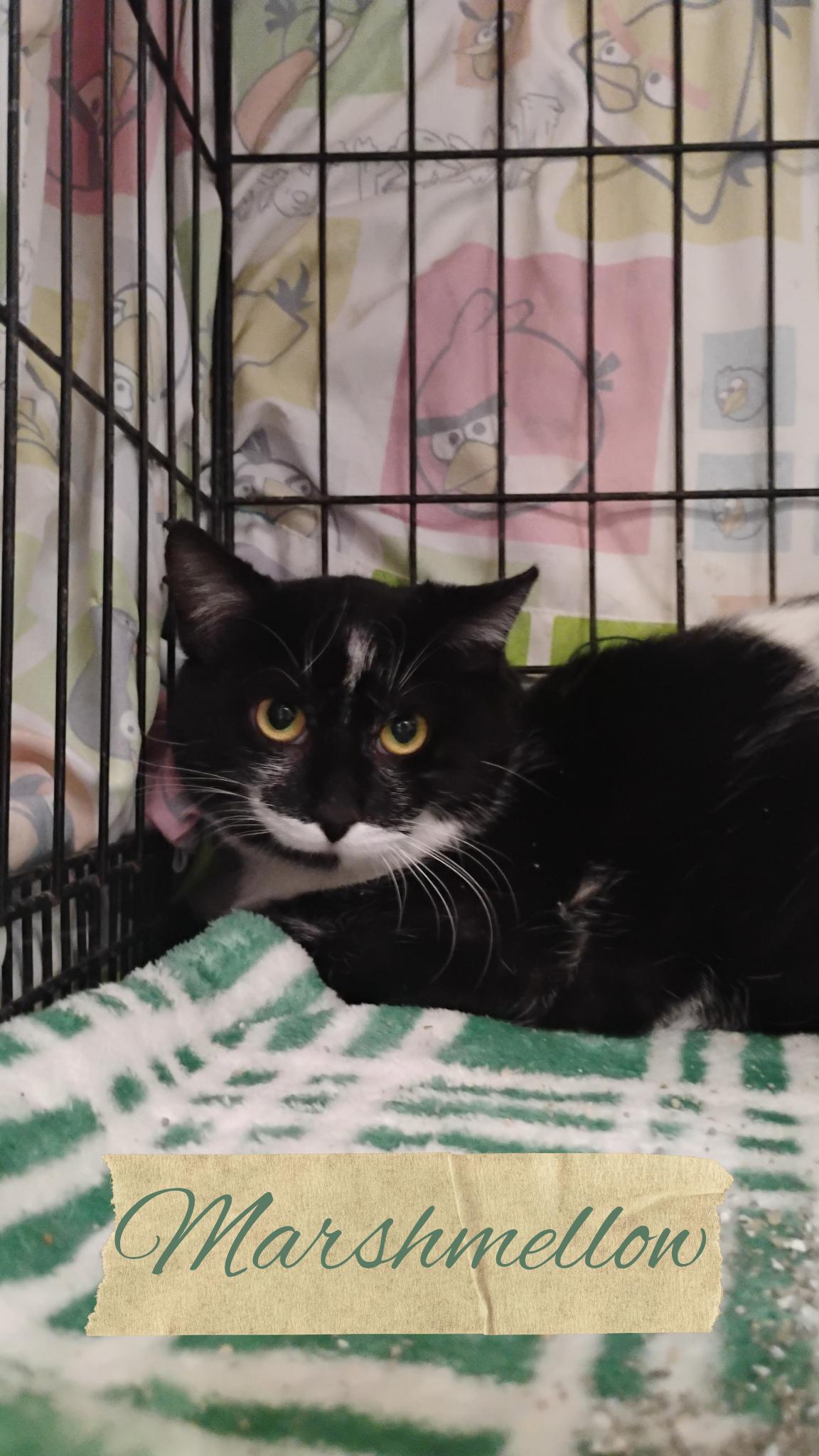 Enlarge Marshmellow, a Adoptable Domestic Medium Hair in Muncie, IN image 1/1