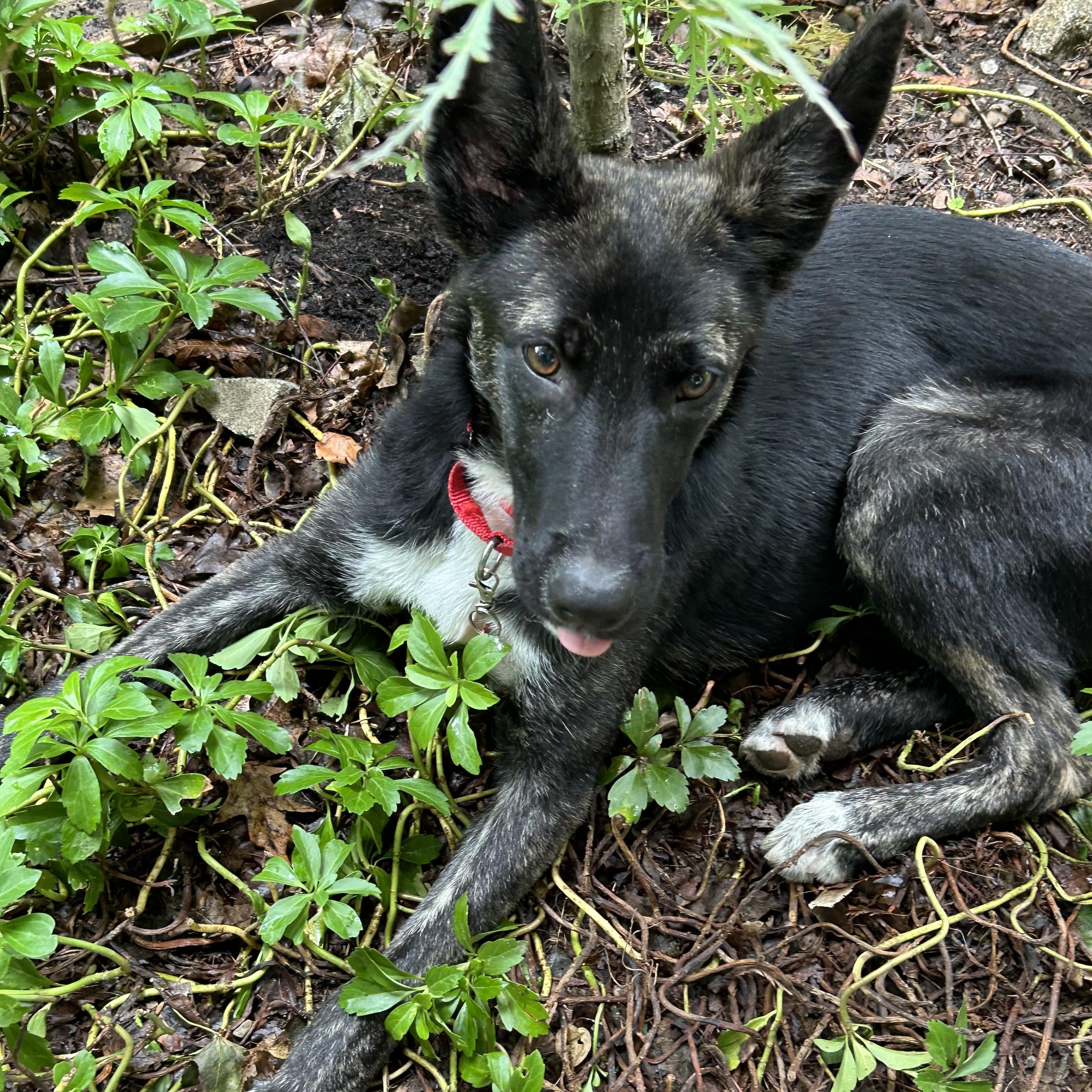 Enlarge Monte- COME MEET, a ADOPTABLE mixed breed in Medfield, MA image 4/5