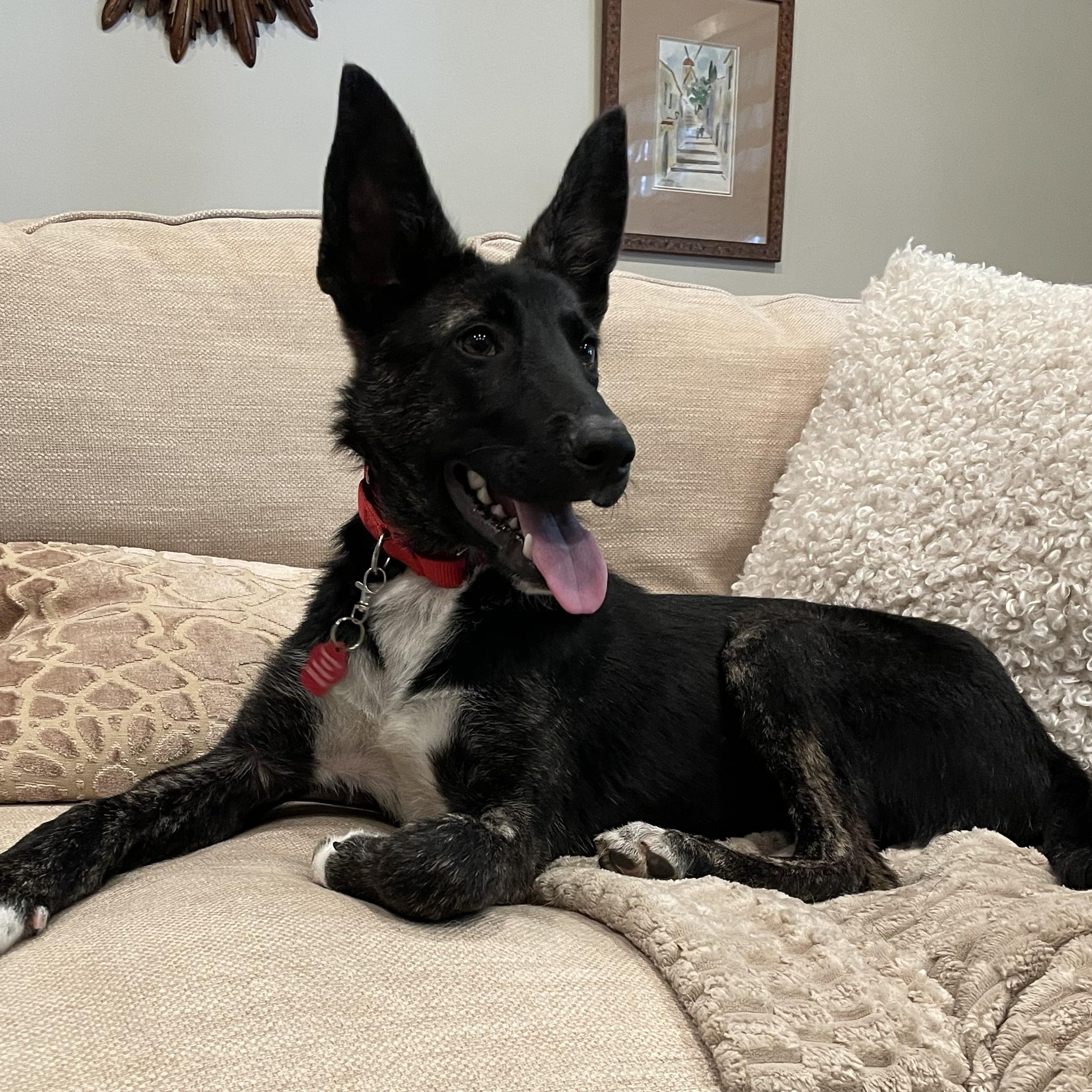 Monte- COME MEET, ADOPTABLE, Puppy Male Shepherd & Labrador Retriever.