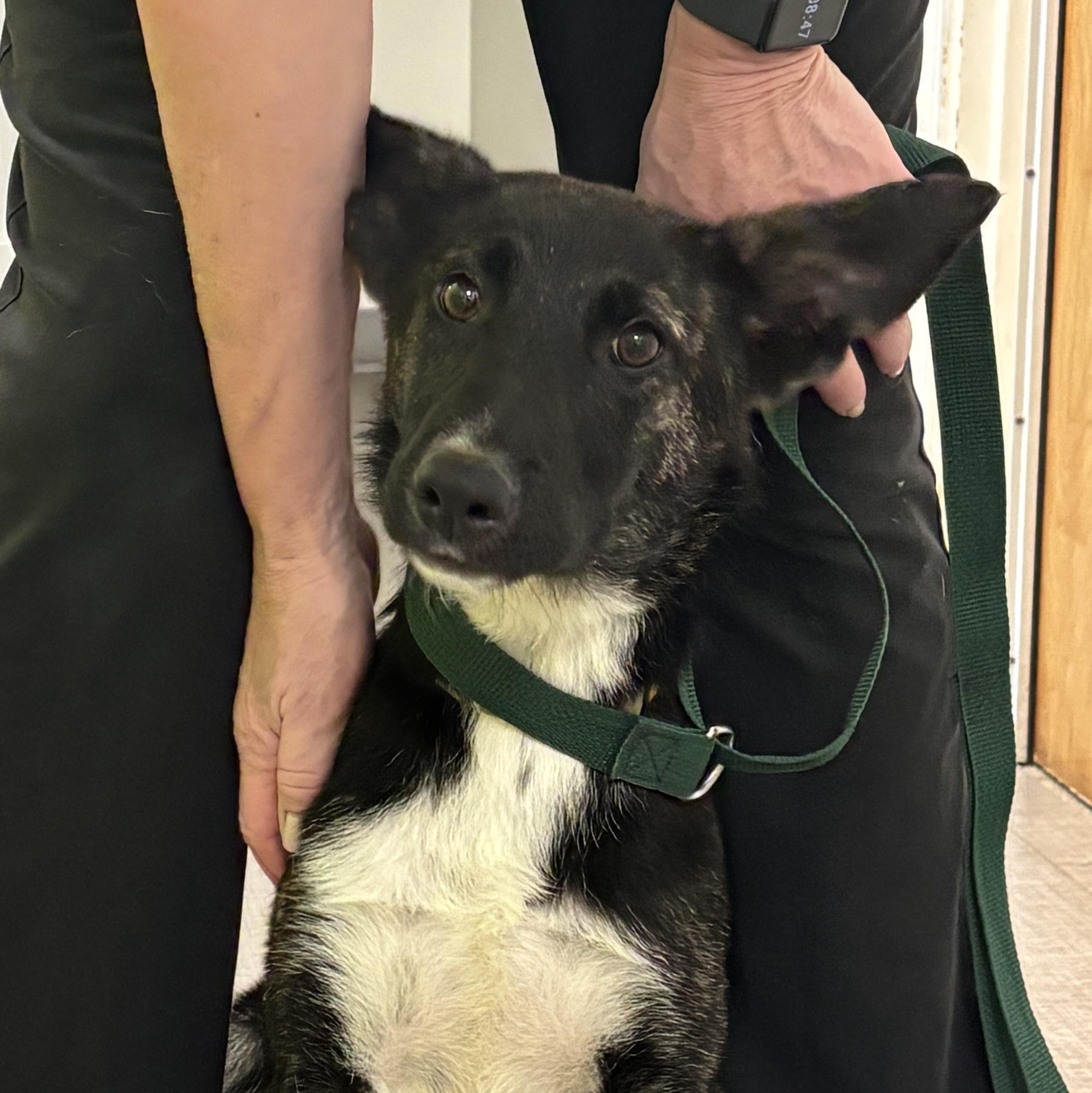 Enlarge Monte- COME MEET, a ADOPTABLE mixed breed in Medfield, MA image 5/5