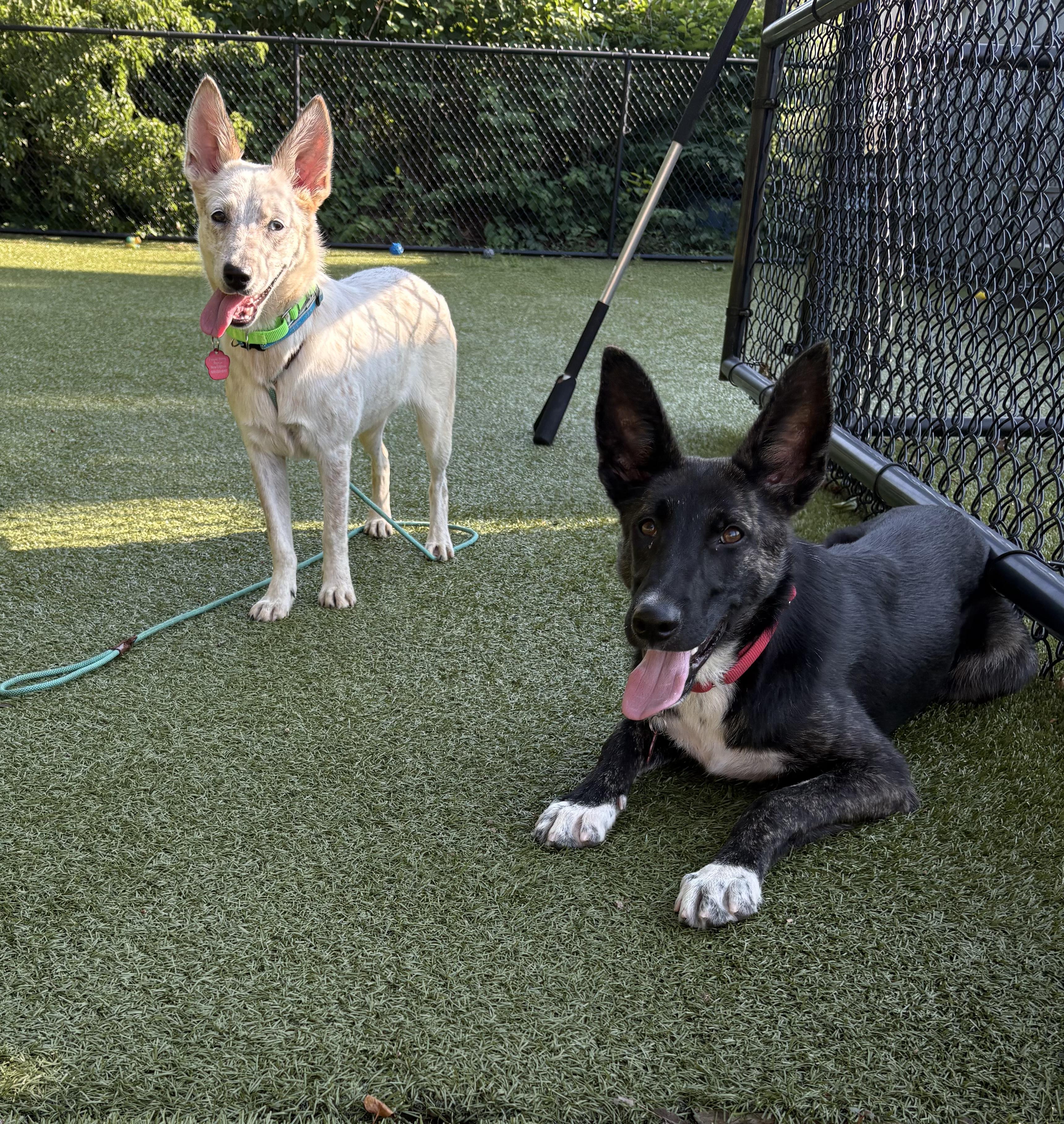 Enlarge Monte- COME MEET, a ADOPTABLE mixed breed in Medfield, MA image 2/5