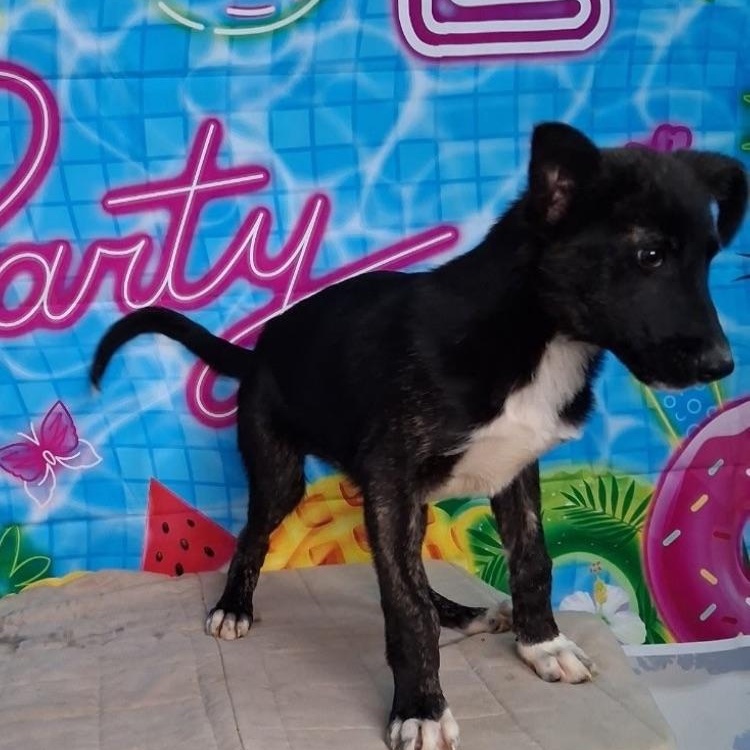 Enlarge Monte, a ADOPTABLE mixed breed in Medfield, MA image 3/3