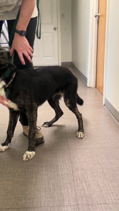 Enlarge Monte- COME MEET, a ADOPTABLE mixed breed in Medfield, MA video 3/5