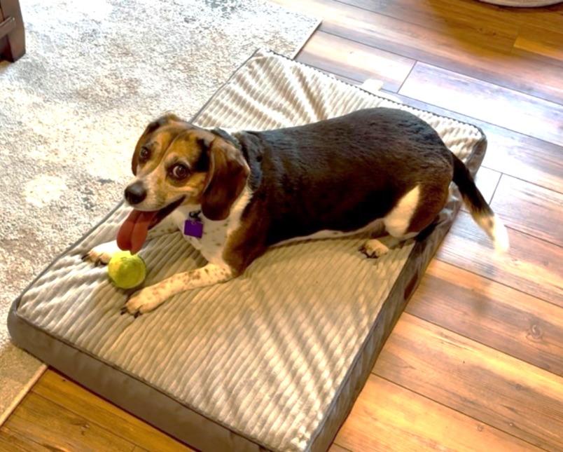 Enlarge Ladybird, a ADOPTABLE Beagle in Lexington, MA image 3/5