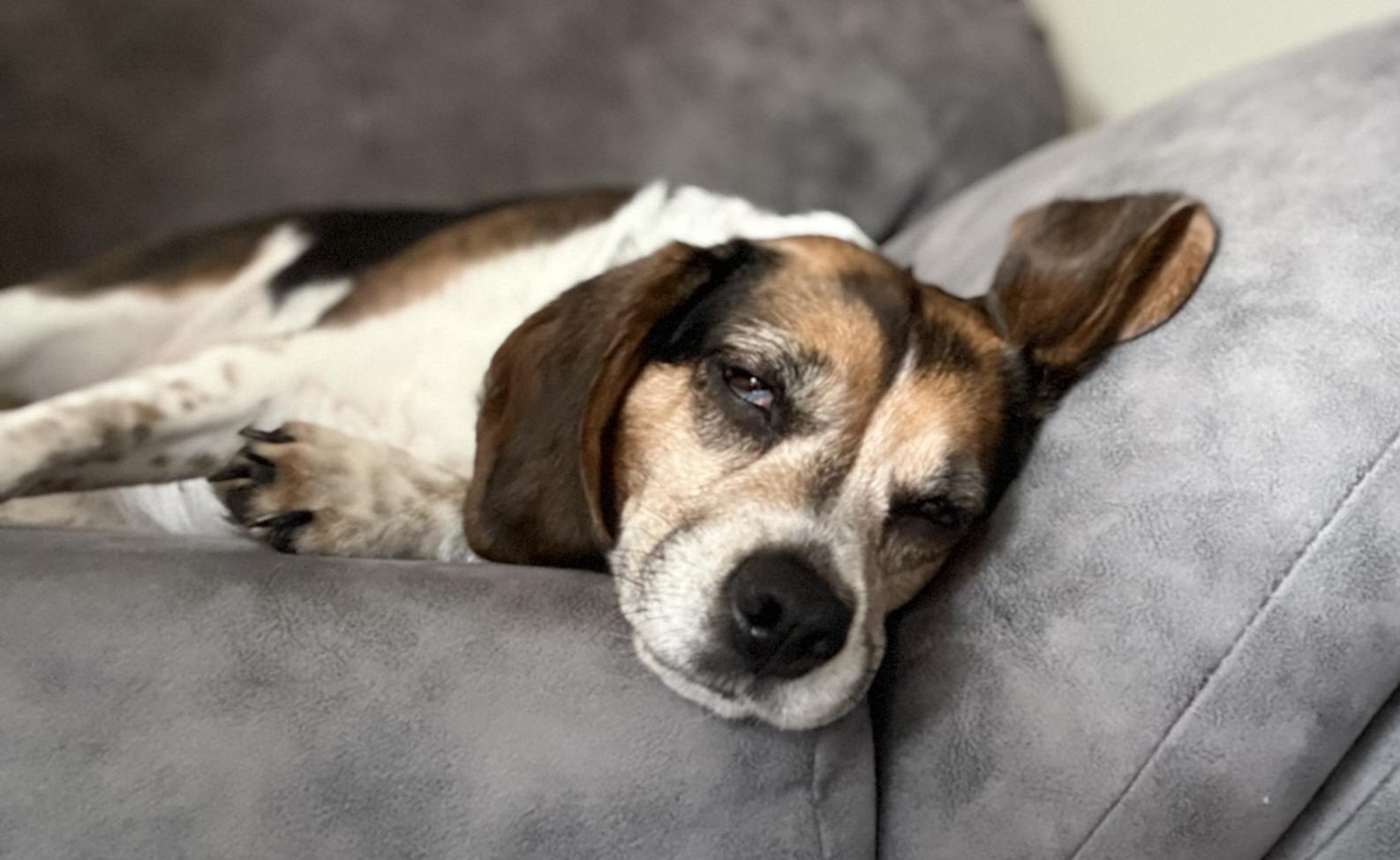Enlarge Ladybird, a ADOPTABLE Beagle in Lexington, MA image 2/5