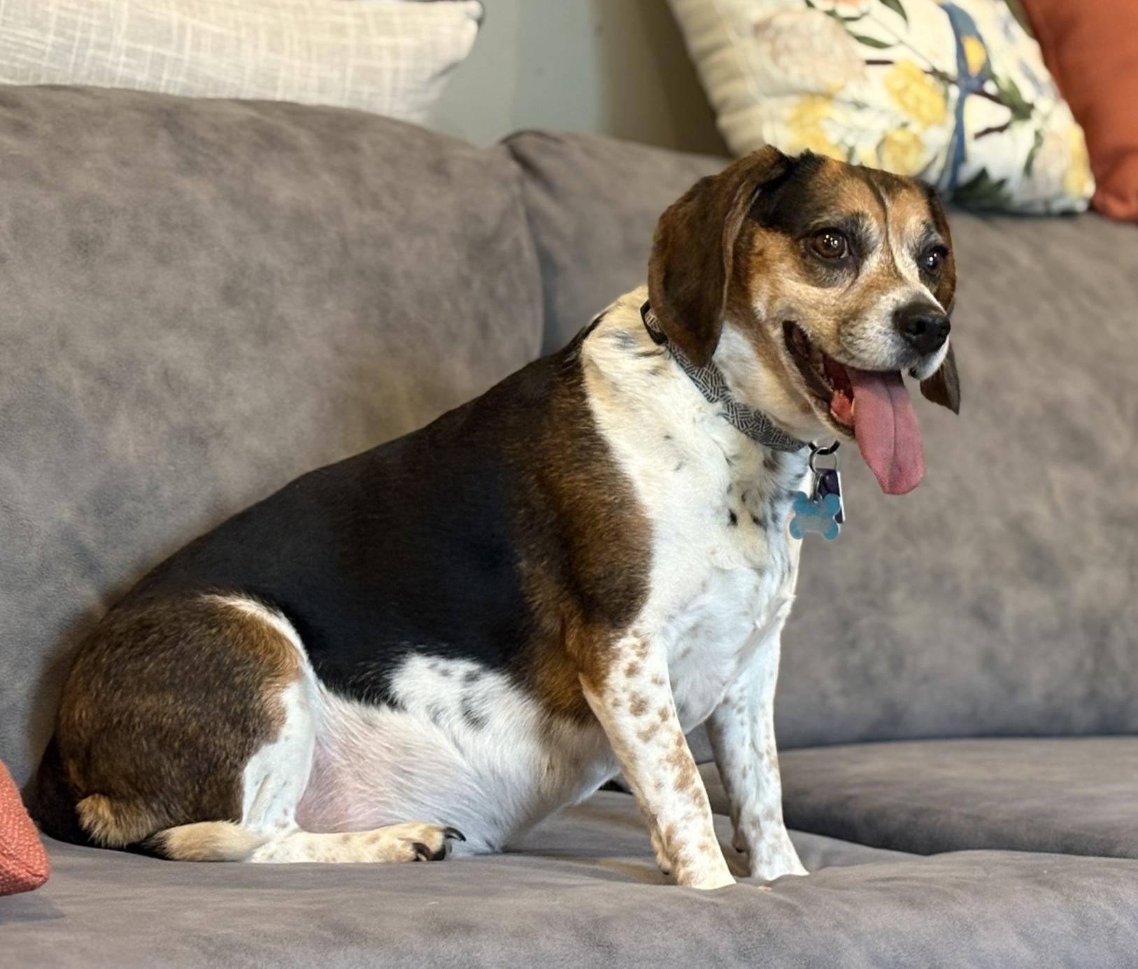 Enlarge Ladybird, a ADOPTABLE Beagle in Lexington, MA image 4/5