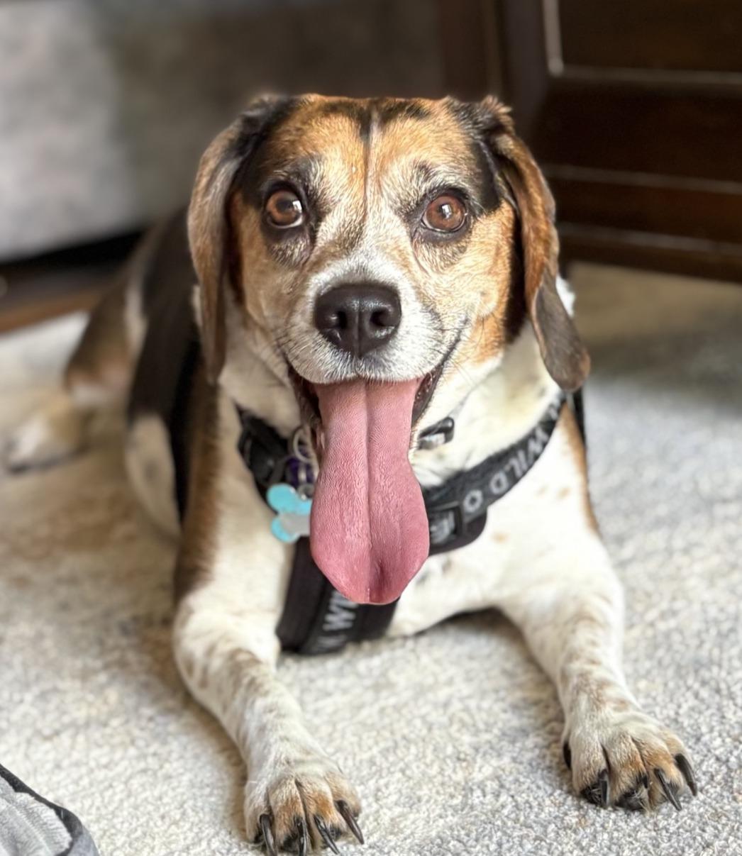Ladybird, ADOPTABLE, Adult Female Beagle.