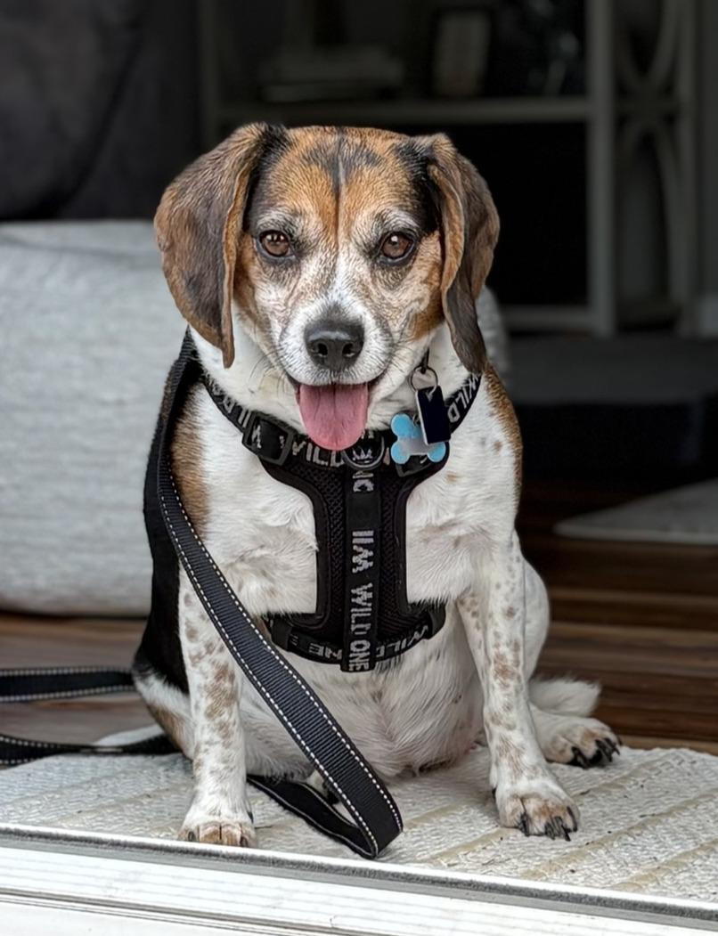 Enlarge Ladybird, a ADOPTABLE Beagle in Lexington, MA image 5/5