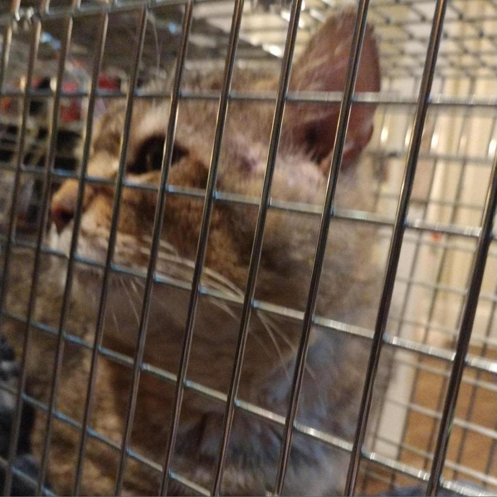 Charlie, Adoptable, Senior Male Domestic Short Hair.