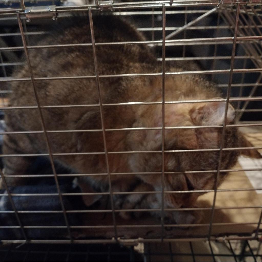 Enlarge Charlie, a Adoptable Domestic Short Hair in Winchester, VA image 3/4