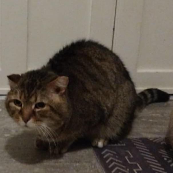 Enlarge Charlie, a Adoptable Domestic Short Hair in Winchester, VA image 3/4