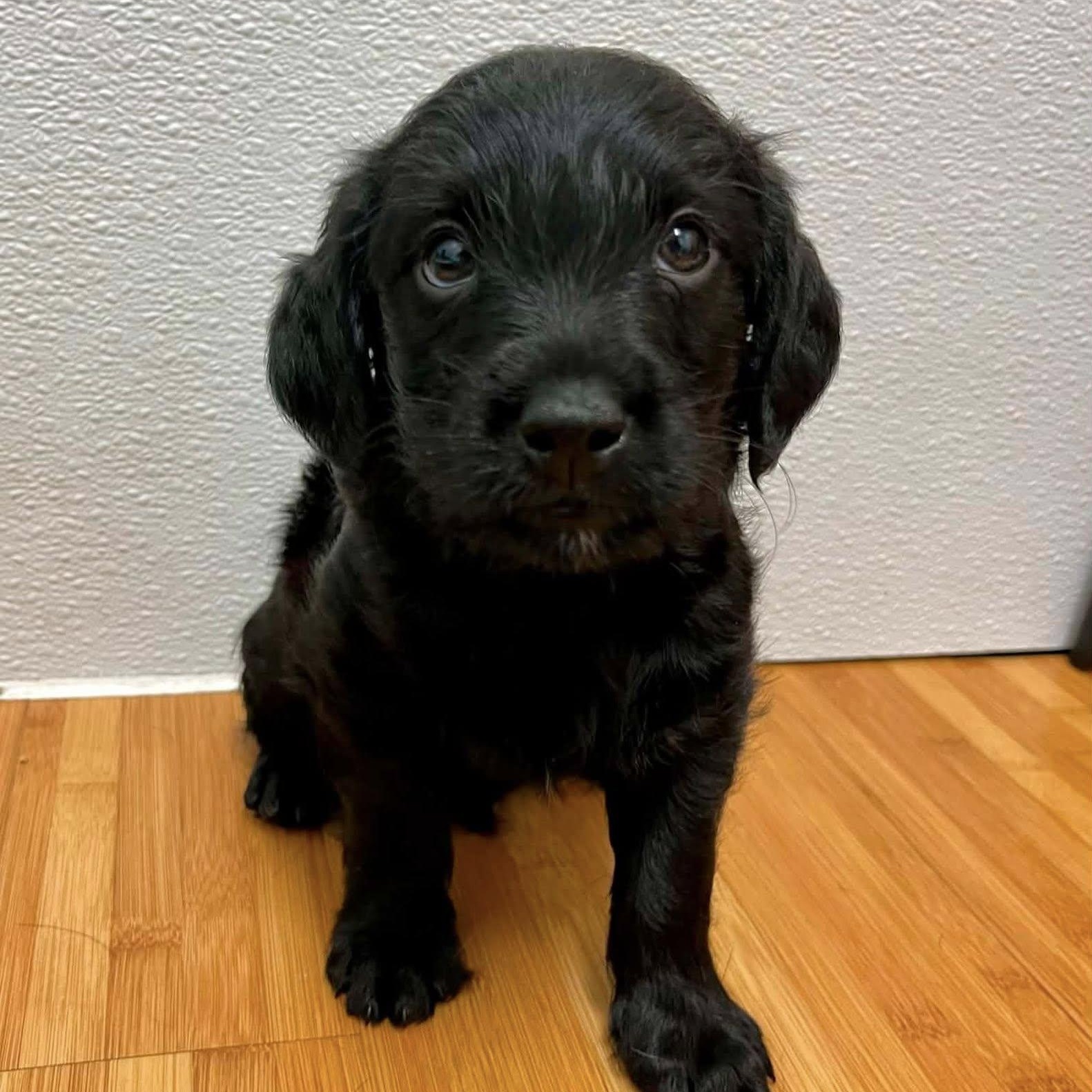 Enlarge LeFou, a Adoptable mixed breed in Nanuet, NY image 4/6