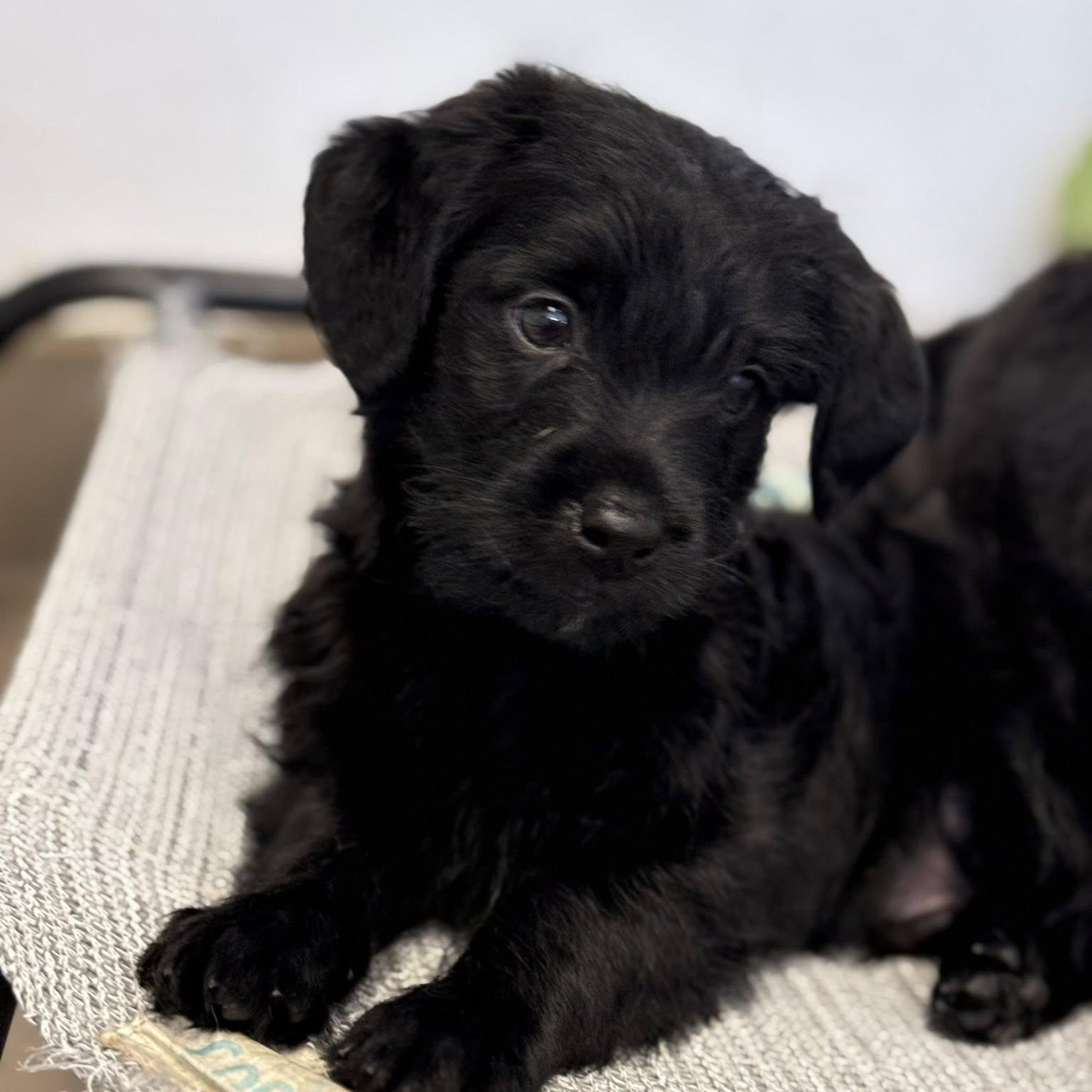 Enlarge LeFou, a Adoptable mixed breed in Nanuet, NY image 3/6