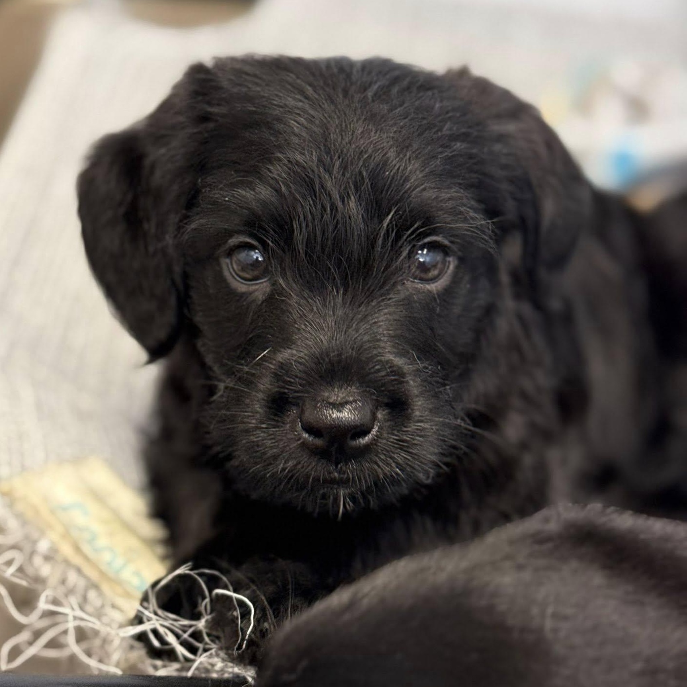 Enlarge LeFou, a Adoptable mixed breed in Nanuet, NY image 1/6