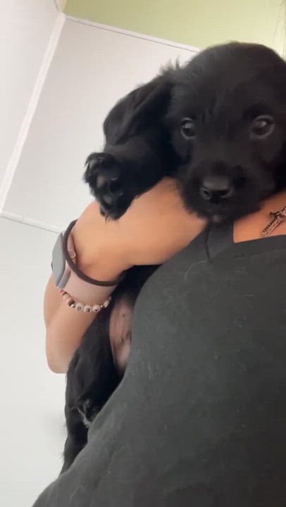 Enlarge LeFou, a Adoptable mixed breed in Nanuet, NY video 5/6