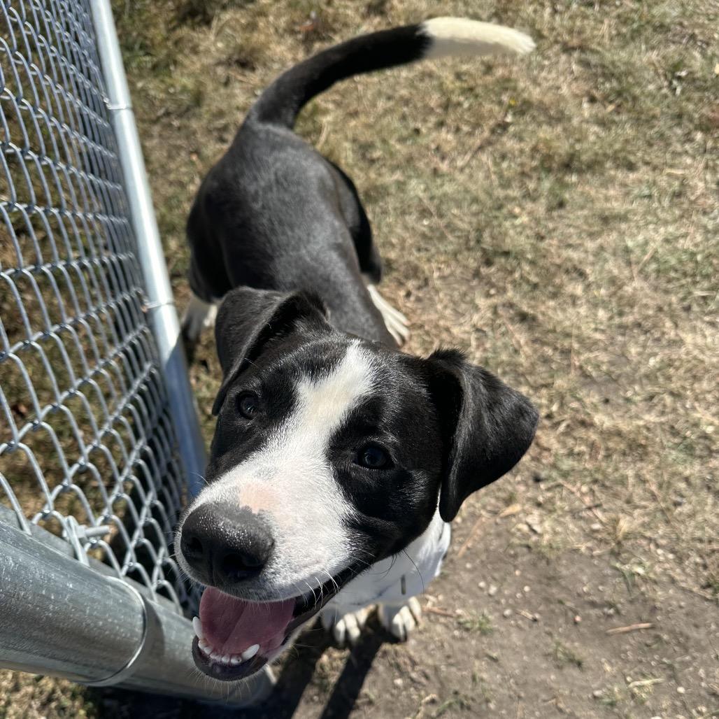 Frazzle, Adoptable, Young Male Terrier & Black Labrador Retriever.