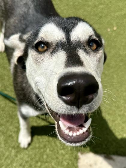 Forgot Password?, Adoptable, Young Female Mixed Breed & Mixed Breed.