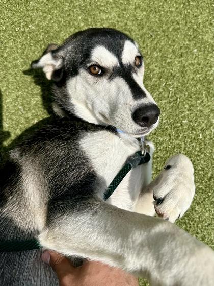 Forgot Password?, a Adoptable mixed breed in Wichita, KS image 2/3