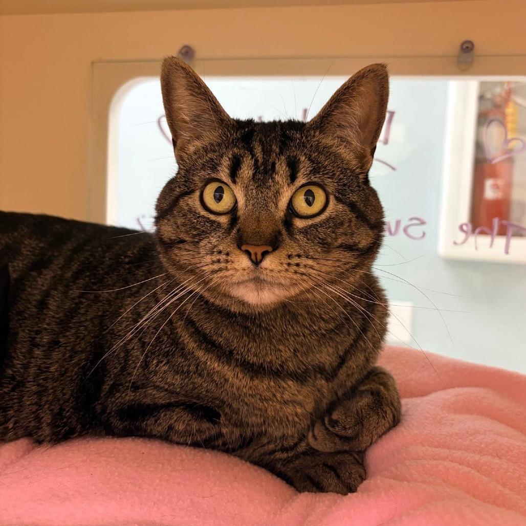 Darby, Adoptable, Adult Female Domestic Short Hair.