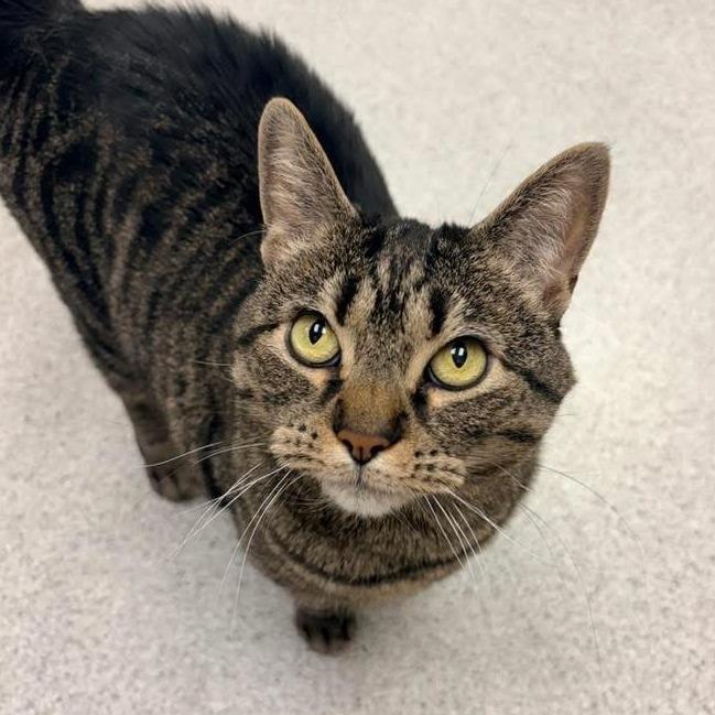 Darby - In Foster Care, a Adoptable Domestic Short Hair in Naperville, IL image 1/5