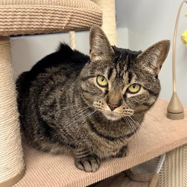 Darby - In Foster Care, a Adoptable Domestic Short Hair in Naperville, IL image 2/5