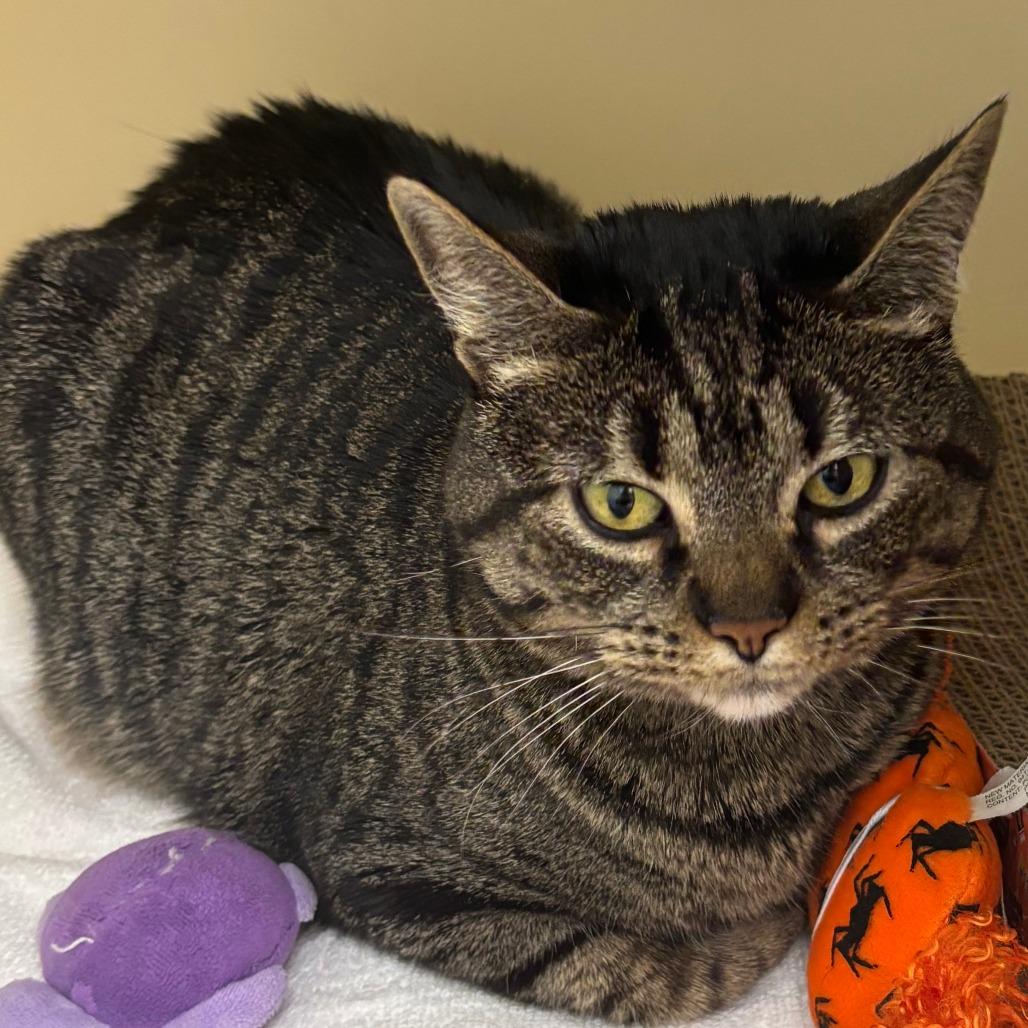 Enlarge Darby, a Adoptable Domestic Short Hair in Naperville, IL image 1/2
