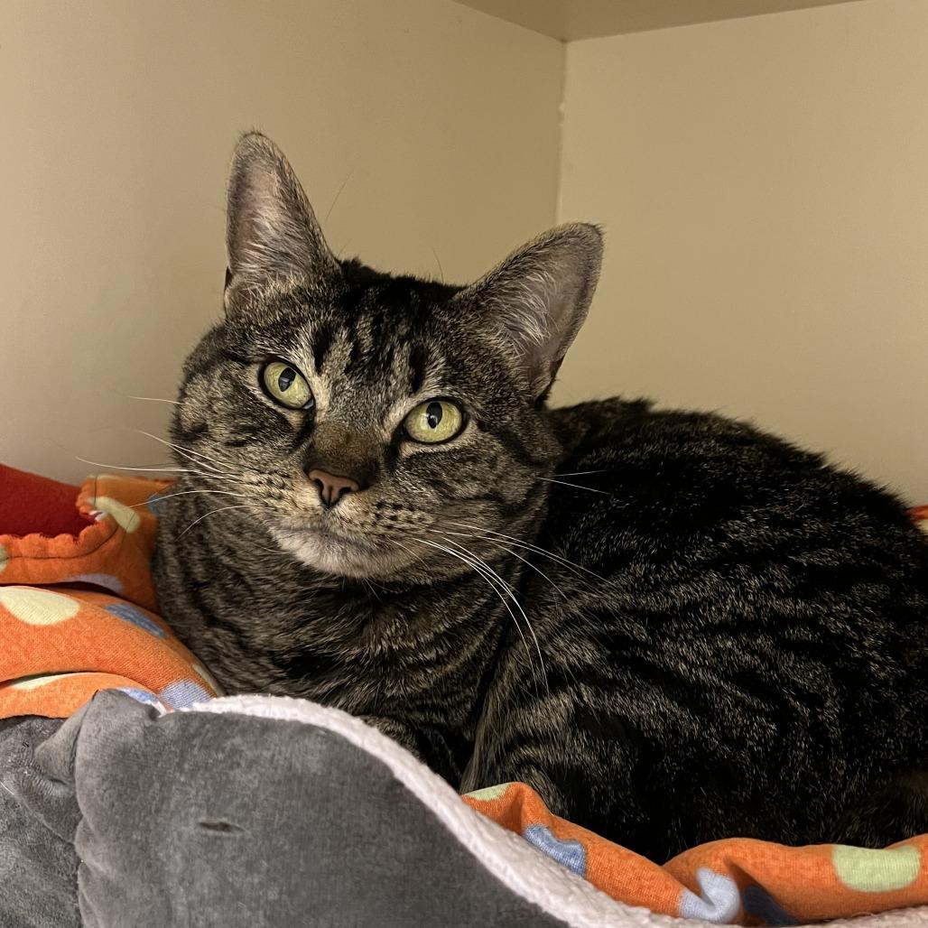 Enlarge Darby, a Adoptable Domestic Short Hair in Naperville, IL image 2/2