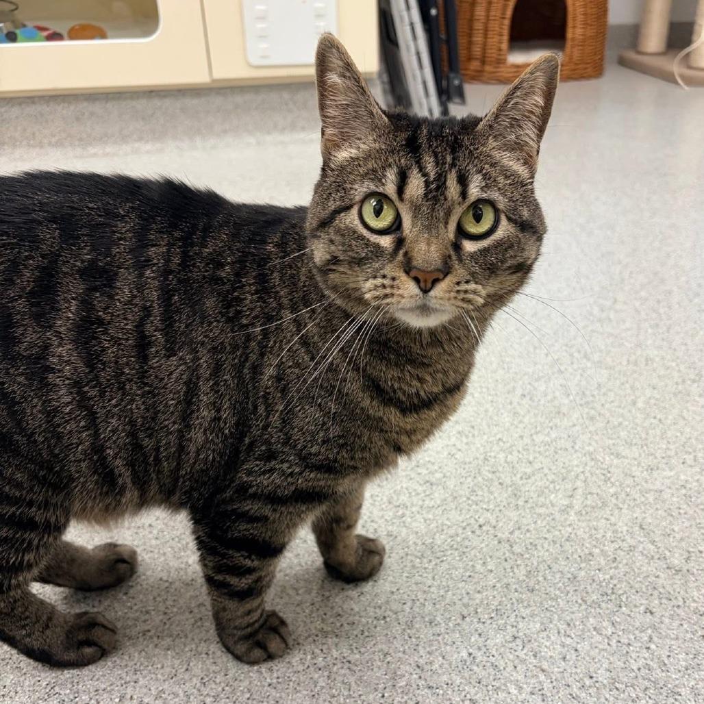 Darby, a Adoptable Domestic Short Hair in Naperville, IL image 5/6