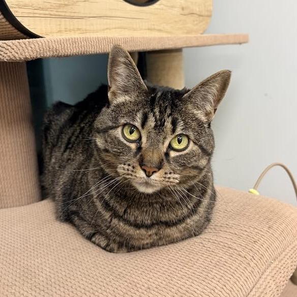 Darby - In Foster Care, a Adoptable Domestic Short Hair in Naperville, IL image 5/5