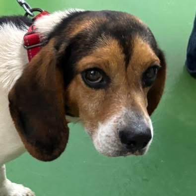 Cinco:At shelter, Adopted, Adult Male Beagle.
