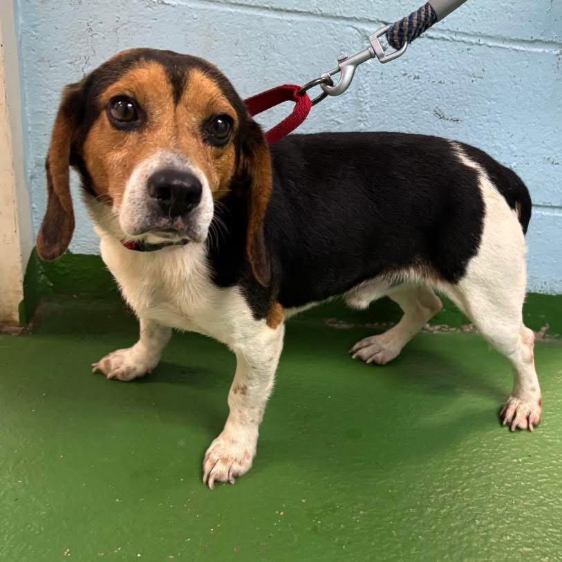 Enlarge Cinco:At shelter, a Adopted Beagle in Rustburg, VA image 2/3